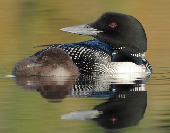  Common Loon with baby swimming