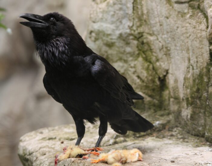 Getty Images a common raven eating a chick