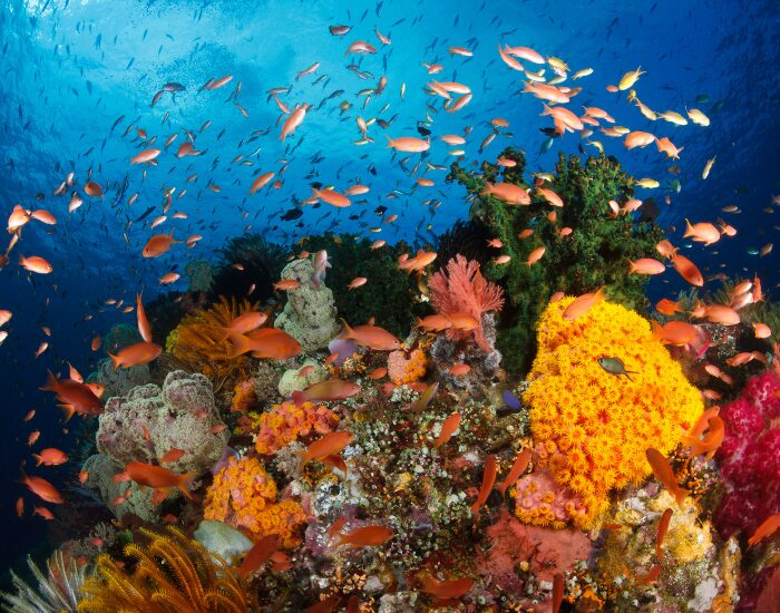 coral underwater