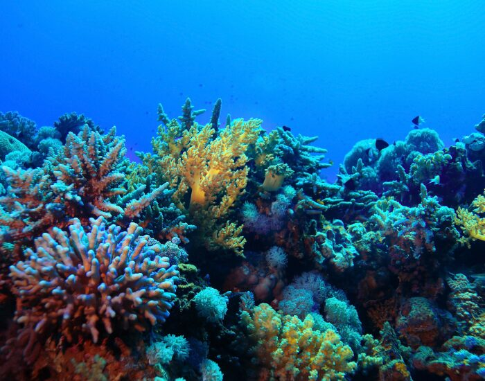 A coral under water