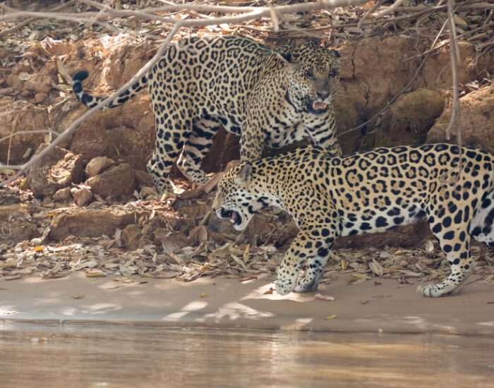 couple of jaguars next to river