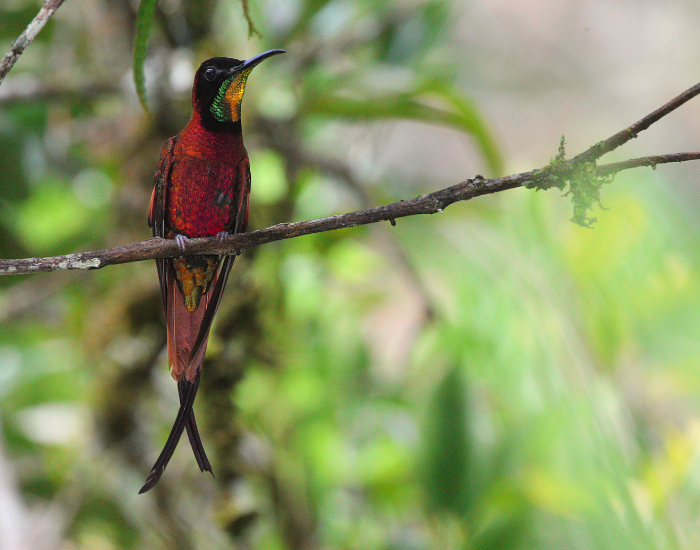Crimson-Topaz-1.webp Crimson Topaz hummingbird in the wild
