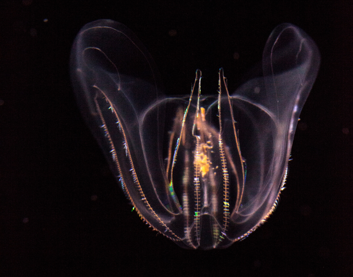 Ctenophora – Comb Jellies Ctenophora – Comb Jellies