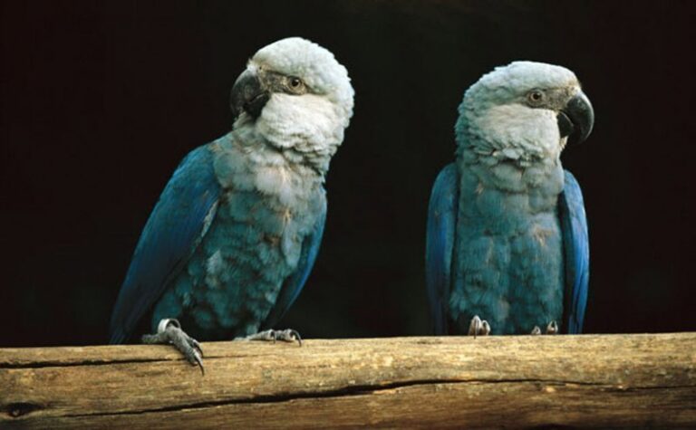 cyanopsitta+spixii