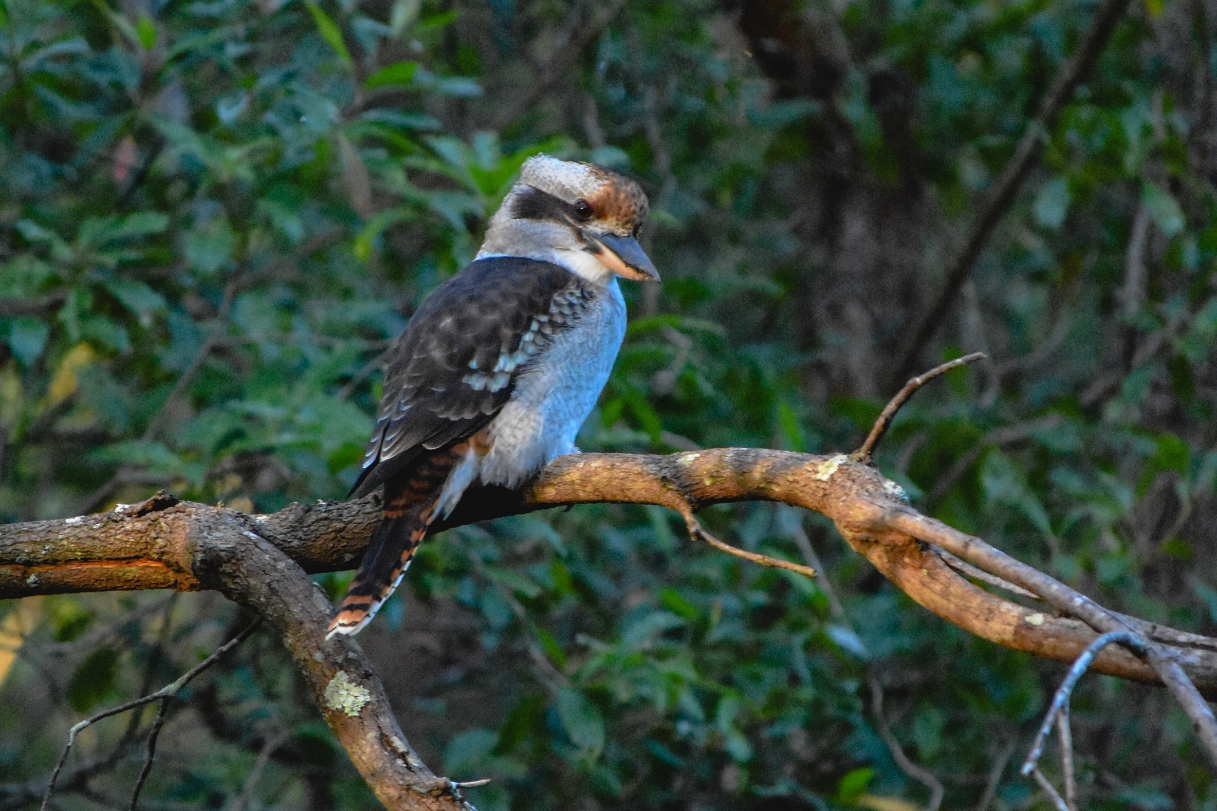 Laughing Kookaburra on a tree in sydney