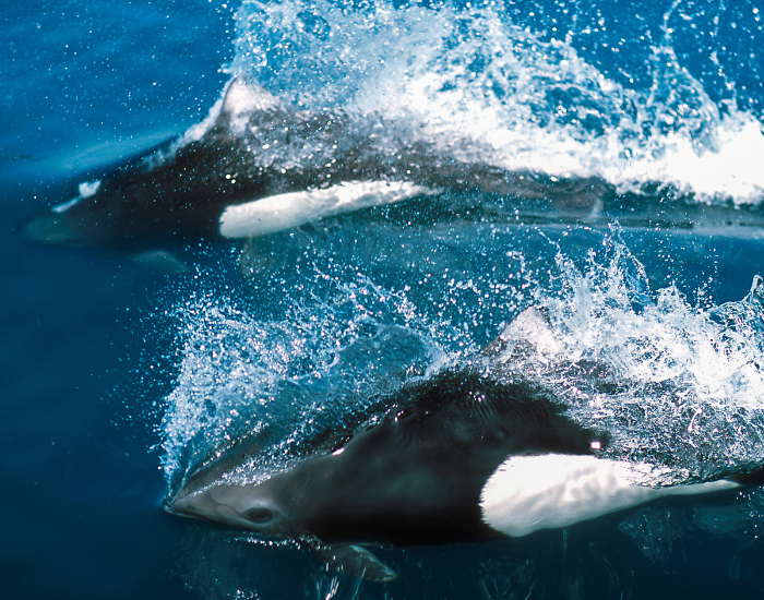 Dalls-Porpoise-Phocoenoides-dalli.webp Two dalls porpoises swimming on the ocean's surface
