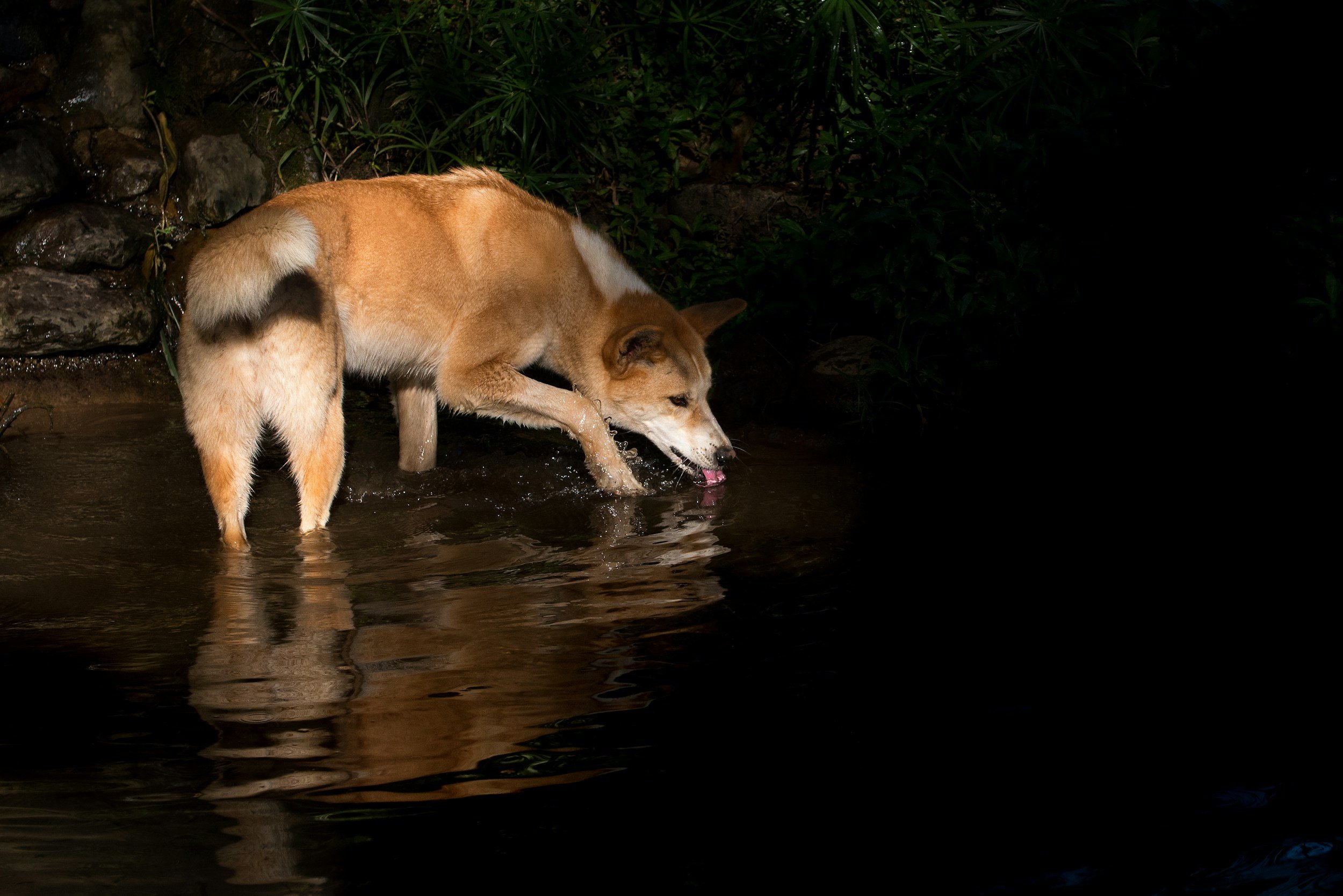 Dingo walking on shallow water and drinking