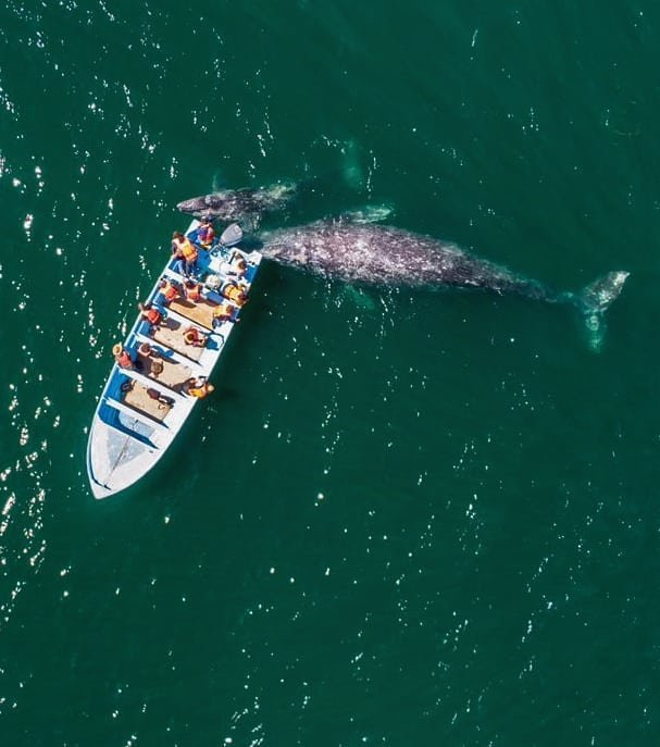 drone photo of a boat with a grey whale