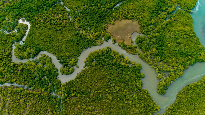 drone photo of. a mangrove