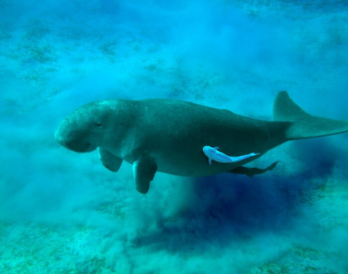 A Dugong swimming on Togean Islands