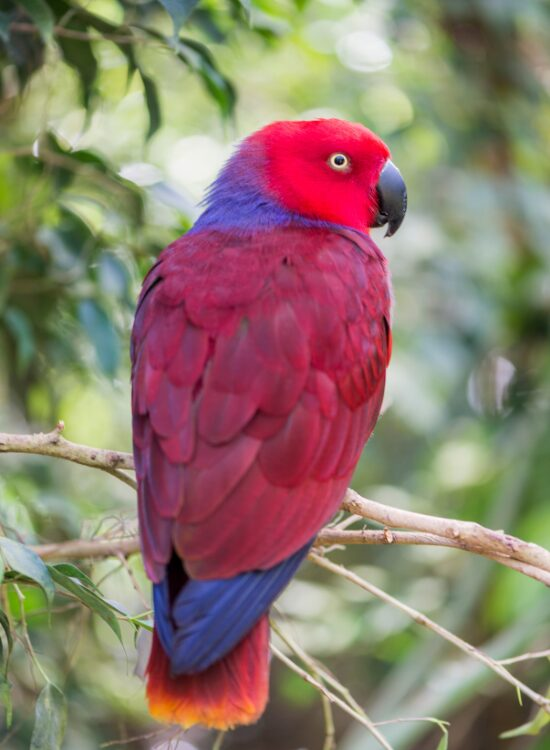 Eclectus Parrot in the wild on a tree