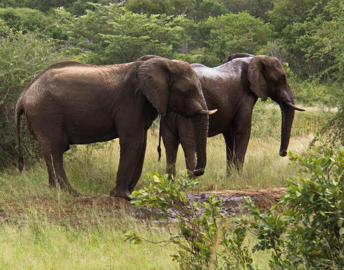 elephants in Bwabwata National park in Namibia in Africa