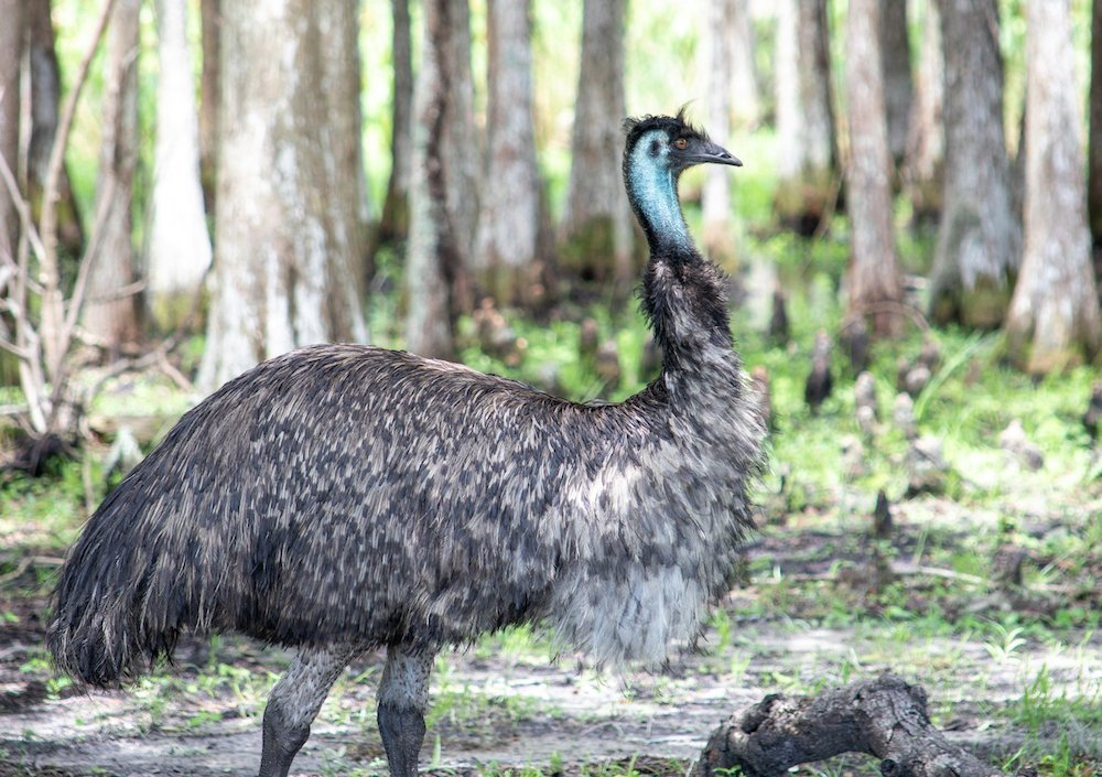 emu in a forest