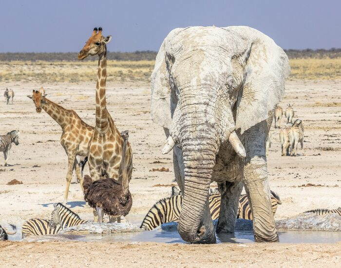 group of animals in Etosha National Park