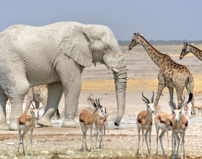 group of different animal species in etosha national park