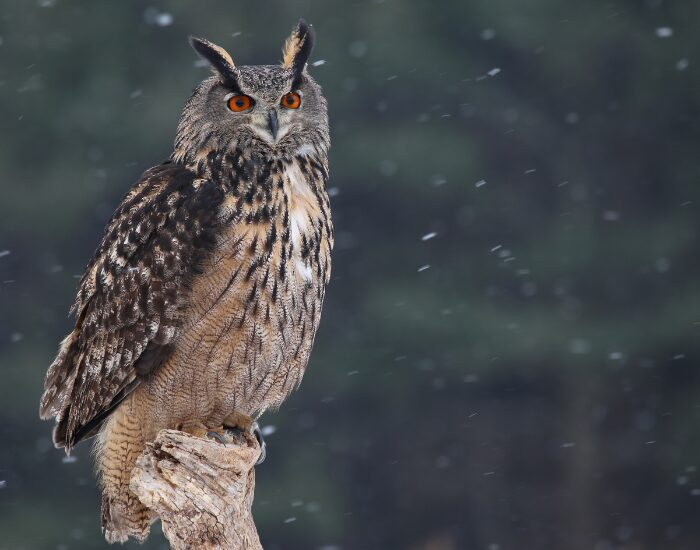 eurasianeagle owl.webp Eurasian eagle owl in the wild