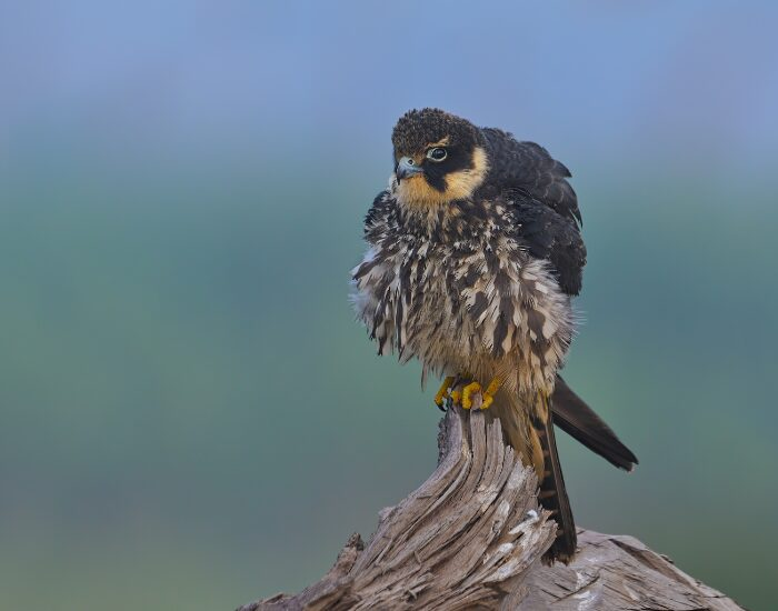 eurasianhobby.webp Eurasian Hobby standing on a tree branch
