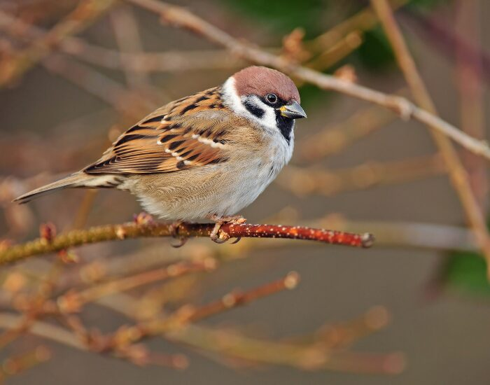 eurasian tree sparrow perched on a tree