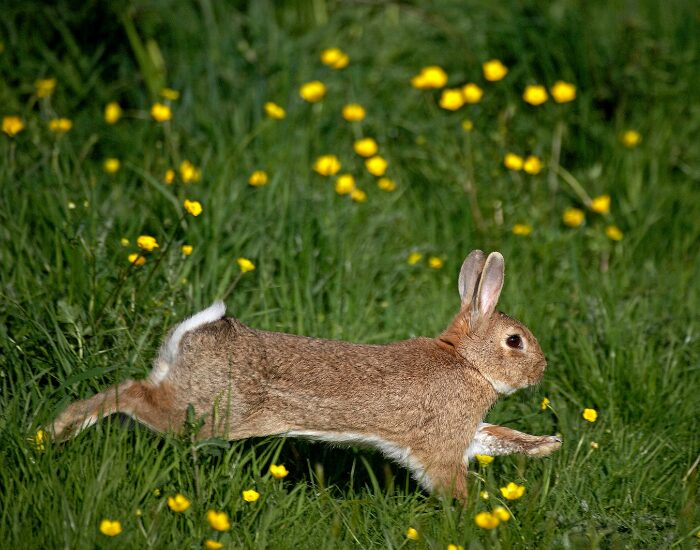 an european rabbit running at night