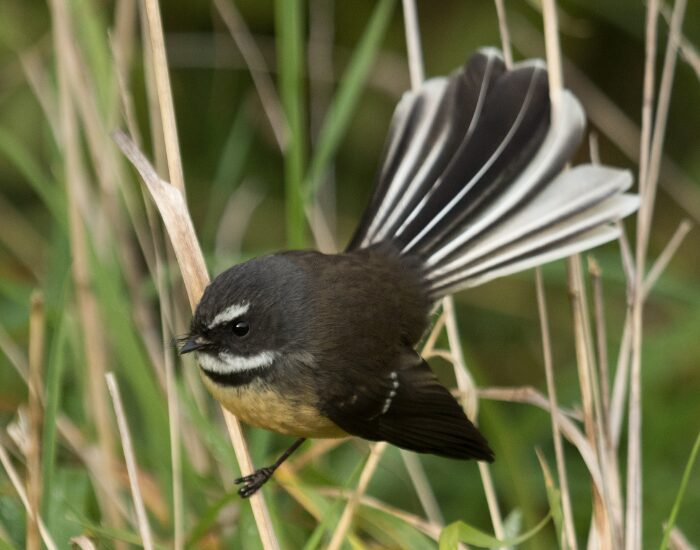 a Fantail standing over grass