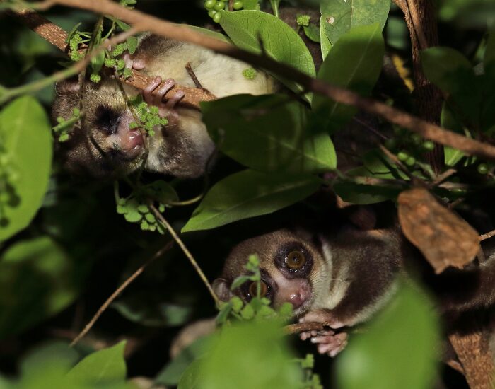 two Fat-Tailed Dwarf Lemurs hidden in the canpy of a tree