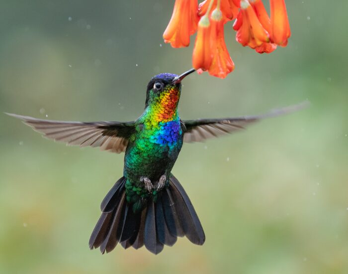  Fiery-throated Hummingbird feeding from a flower while flying