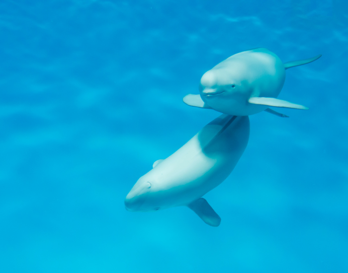 Finless-Porpoise-Neophocaena-phocaenoides.webp two Finless Porpoise (Neophocaena phocaenoides) swimming underwater photo