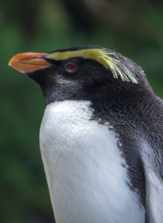 clos eup of a Fiordland Penguin
