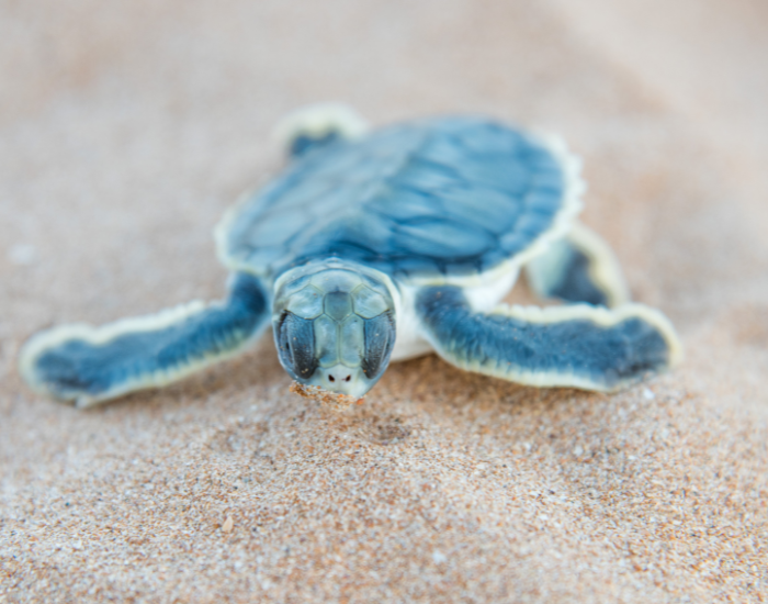 Flatback-Sea-Turtle.webp Flatback Sea Turtle baby laying over sand on a beach