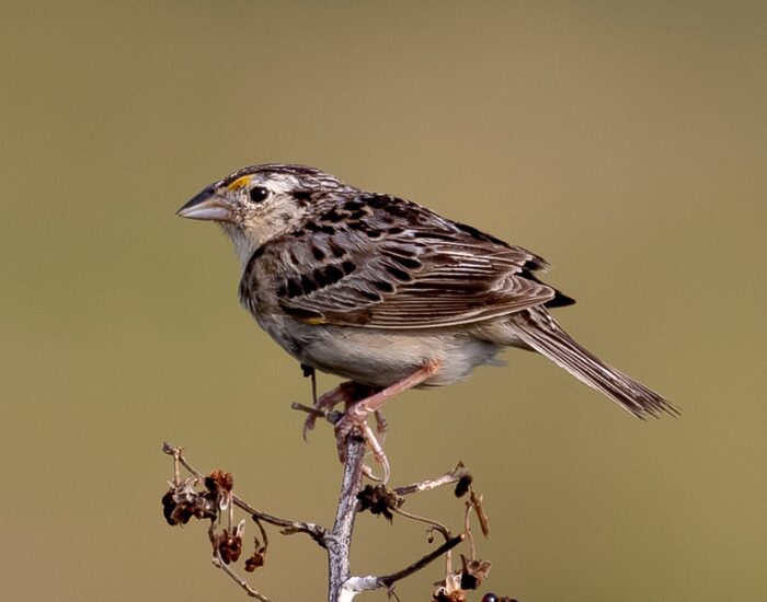 a Florida Grasshopper Sparrow standing over a tree branch