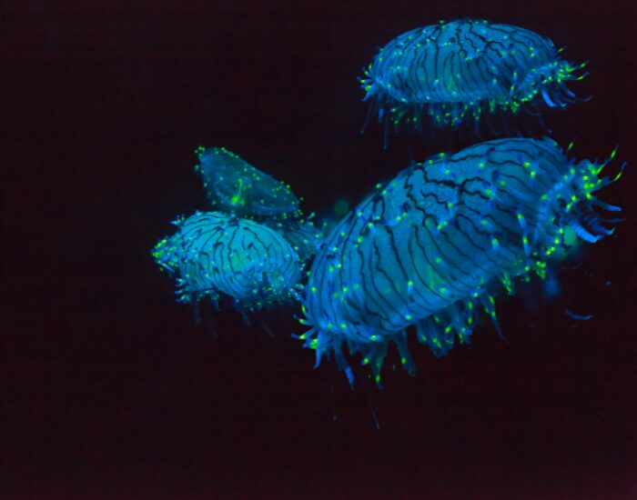 Flower Hat Jelly swimming in a dark ocean