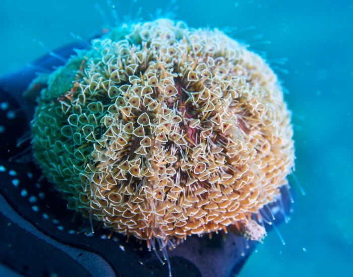  a Flower Urchin underwater photo
