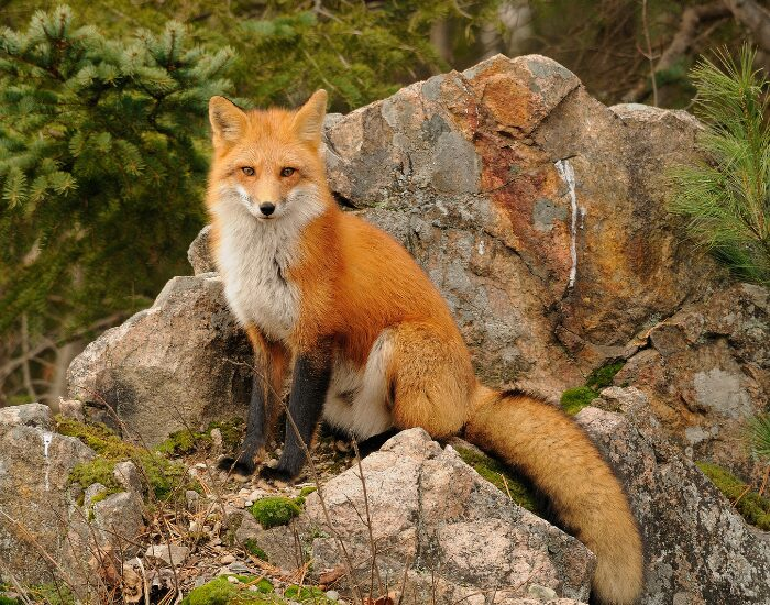 Rejean Bedard A red fox sitting on a rock