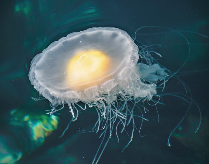 a Fried Egg Jellyfish swimming