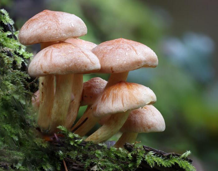 close up of fungi in nature