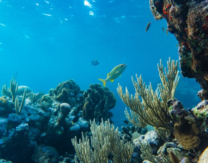 underwater photo of fish swimming next to a reef in galapagos
