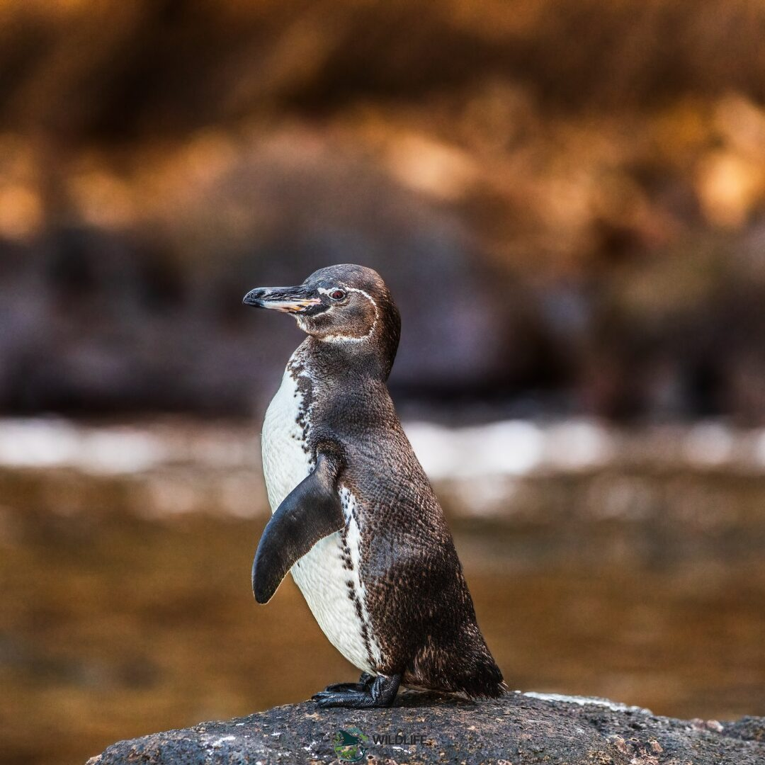 Galapagos Penguin in the wild
