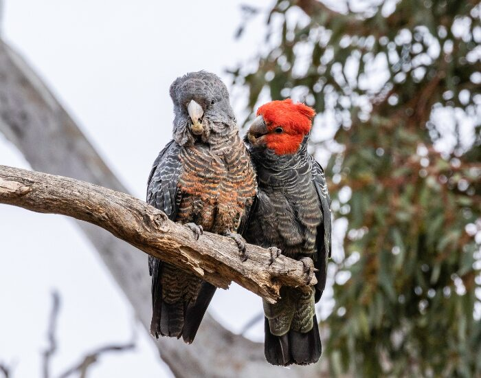 couple of gang gang Cockatoos
