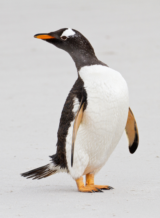 a Gentoo Penguin in the wild