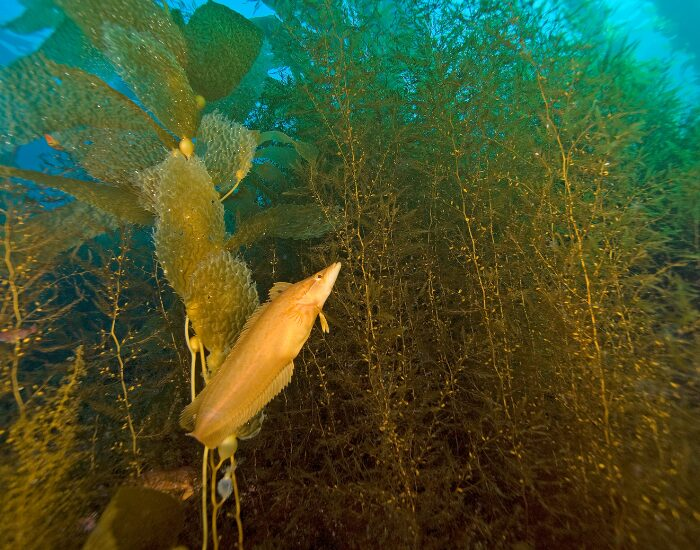 A Fish Swimming through a Giant Kelp Forest