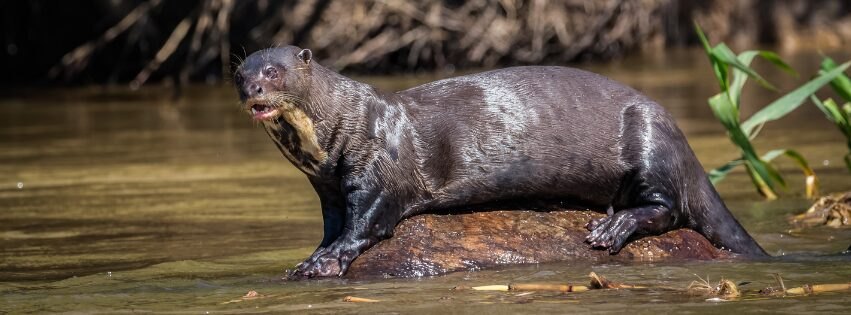 Giant Otter at Bonito 