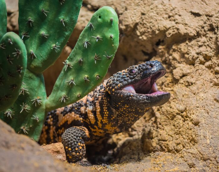 Gila Monster coming out from a cave in the ground
