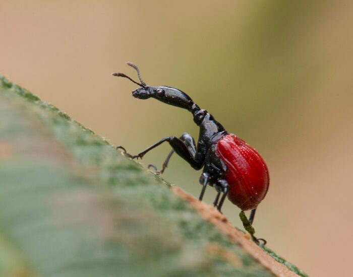 Giraffe Weevil Walking Over a Leaf