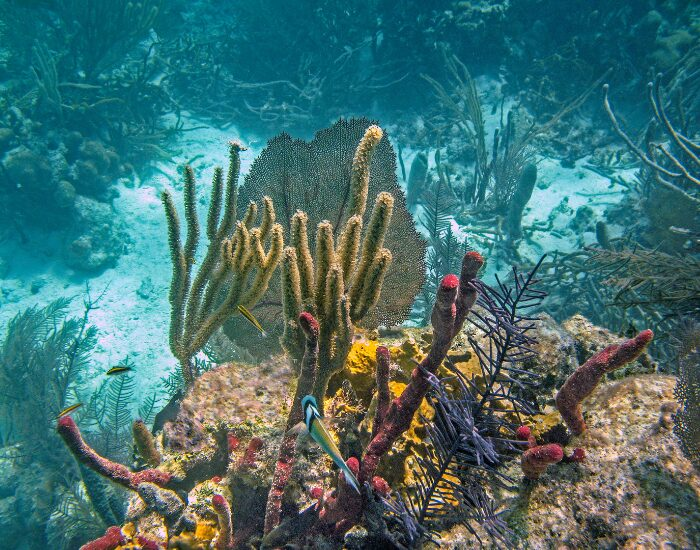 Glover’s Reef Atoll | Getty Images