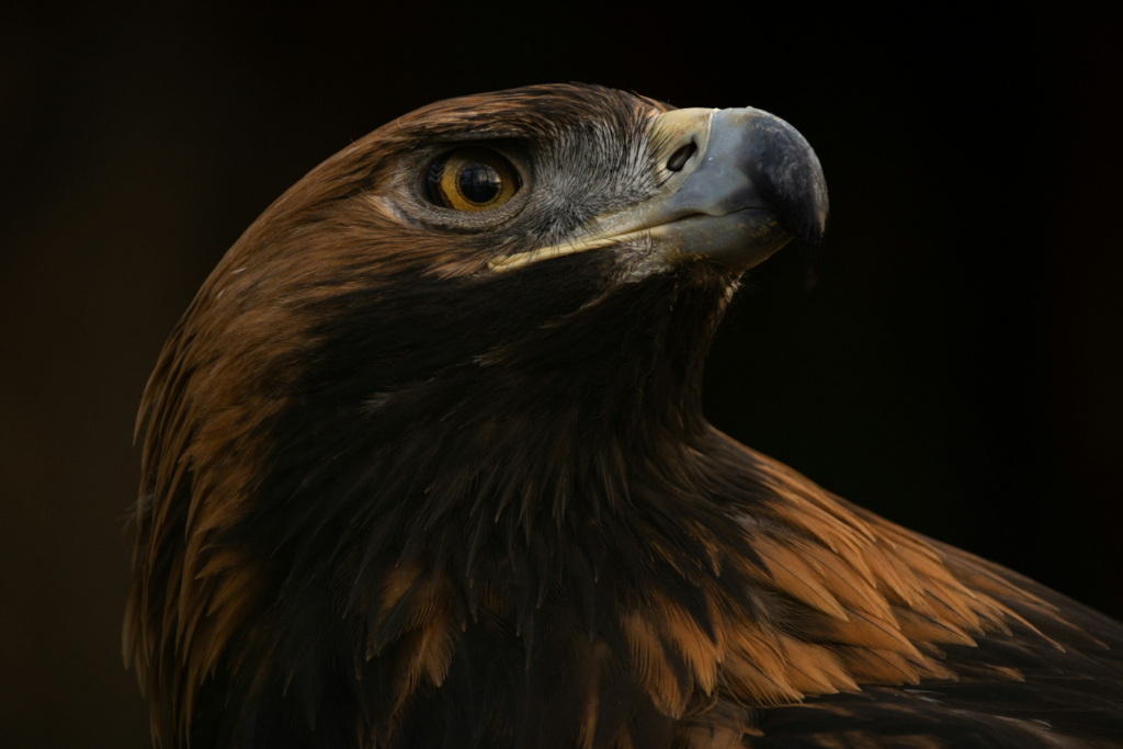close up of a golden eagle