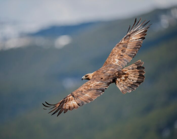 goldeneagle.webp golden eagle flying in the wild