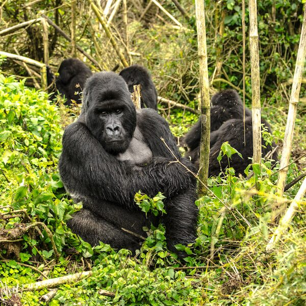 group of gorillas in the wild
