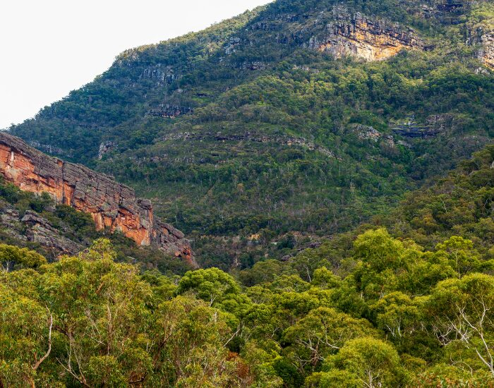  panoramic view of a forest at Grampians National Park