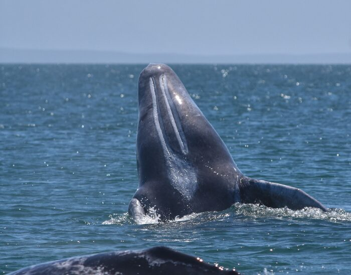 graywhale bajacalifornia.webp