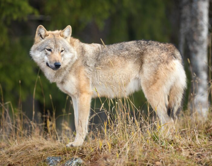 a gray wolf standing in the wild